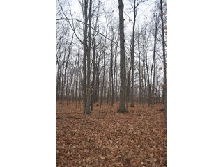 Property photo 4 - LAND AUCTION, 77 Acres offered in 3 Tracts